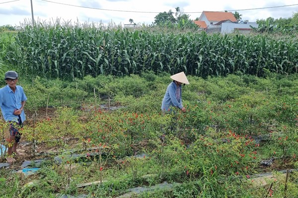 Quảng Ngãi: Sạt lở ven sông Trà Bồng và nỗi lo mất đất sản xuất - Anh 5