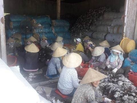Quảng Ngãi: Ngư dân làng câu mực thu tiền tỉ sau phiên biển đầu năm - Anh 3