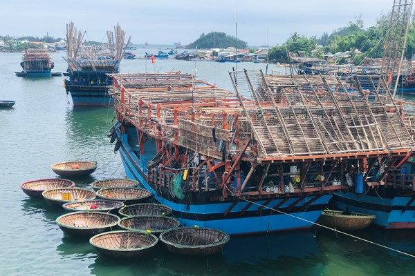 Quảng Ngãi: Ngư dân làng câu mực thu tiền tỉ sau phiên biển đầu năm - Anh 1