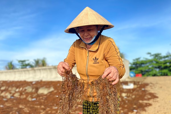 Quảng Ngãi: Khai thác rong mơ phù hợp để bảo vệ môi trường - Anh 6