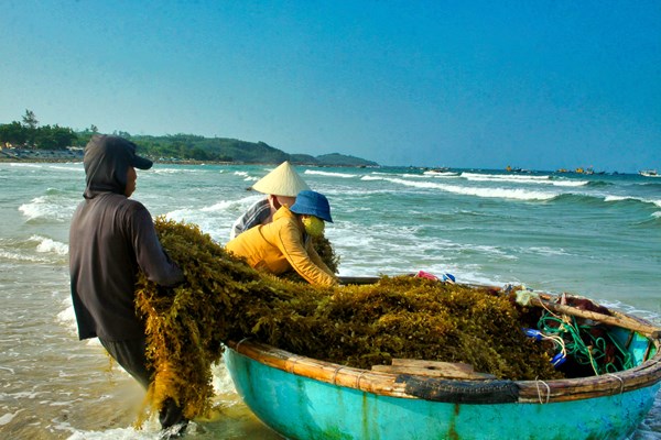 Quảng Ngãi: Khai thác rong mơ phù hợp để bảo vệ môi trường - Anh 3