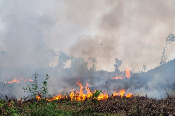 Quảng Ngãi cảnh báo cháy rừng cấp 5, cấp cực kỳ nguy hiểm - Anh 2