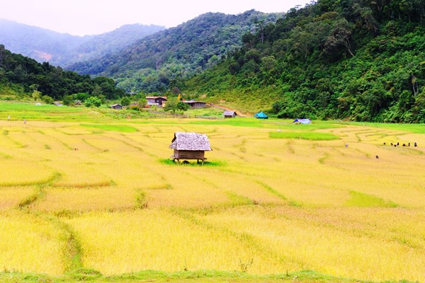 Cây lúa Việt “bén hơi” trên đất bạn Lào - Anh 2