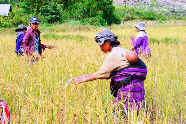 Cây lúa Việt “bén hơi” trên đất bạn Lào - Anh 3
