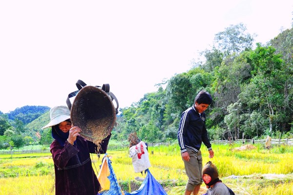 Cây lúa Việt “bén hơi” trên đất bạn Lào - Anh 4