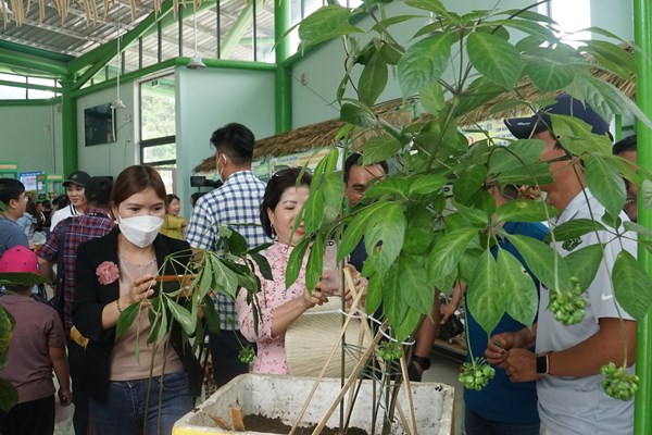 Quảng Nam: Lễ hội sâm “Ngọc Linh– Khát vọng vươn xa