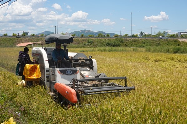 Tuy Phước hướng đô thị xanh bền vững - Anh 3