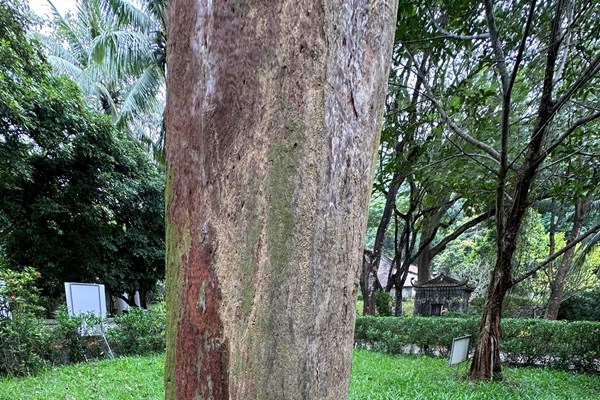 Hệ thống cây xanh tại Khu Di tích quốc gia đặc biệt đền Bà Triệu bị mối mọt xâm hại nghiêm trọng - Anh 2