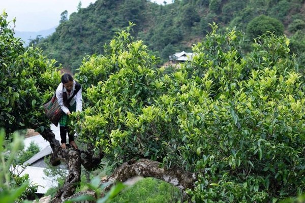 Gắn câu chuyện sản phẩm OCOP với du lịch nông nghiệp, nông thôn - Anh 1