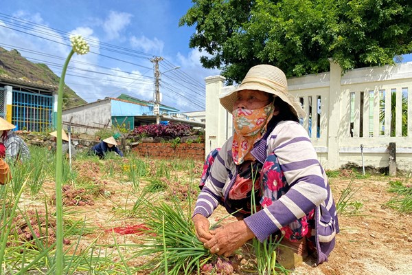 Nông dân huyện đảo Lý Sơn thu hoạch sớm vụ hành Thu Đông - Anh 4