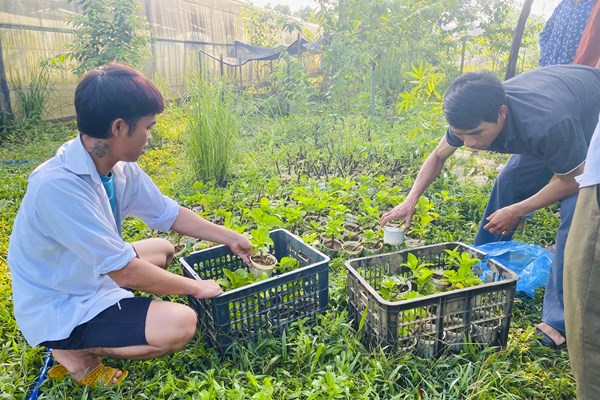 Tạo sinh kế cho đồng bào thiểu số bằng trồng dược liệu - Anh 1