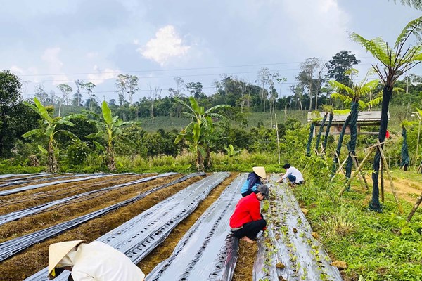 Tạo sinh kế cho đồng bào thiểu số bằng trồng dược liệu - Anh 2