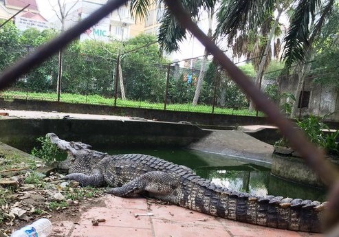 Chuyển đàn cá sấu 10 con ra khỏi công viên lớn nhất Nghệ An - Anh 1