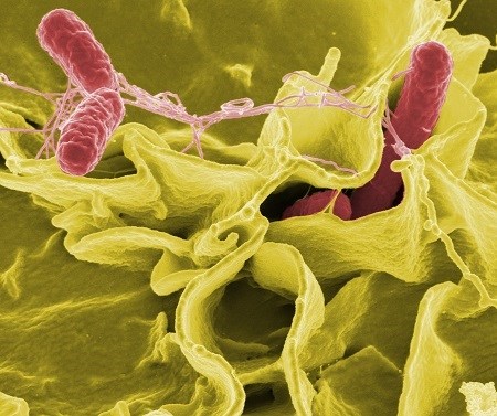 Vụ ngộ độc sau khi ăn bánh: Phát hiện vi khuẩn Salmonella - Anh 1