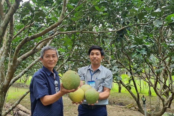 Vườn trái ngọt ven sông Phước Giang - Anh 2
