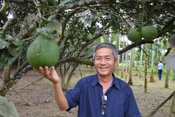 Vườn trái ngọt ven sông Phước Giang - Anh 4