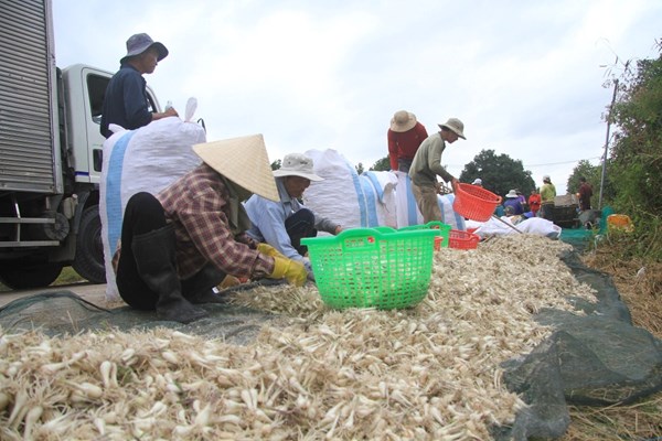 Khánh Hòa: Sôi động mùa thu hoạch củ kiệu Tết - Anh 2