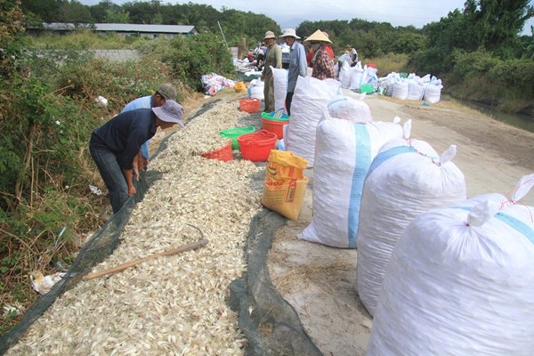 Khánh Hòa: Sôi động mùa thu hoạch củ kiệu Tết - Anh 3