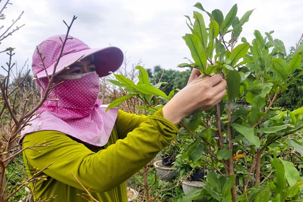 “Thủ phủ” mai vàng rộn ràng mùa Tết - Anh 2