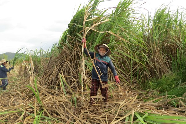 Khánh Hoà: Nông dân không còn mặn mà với cây mía - Anh 5