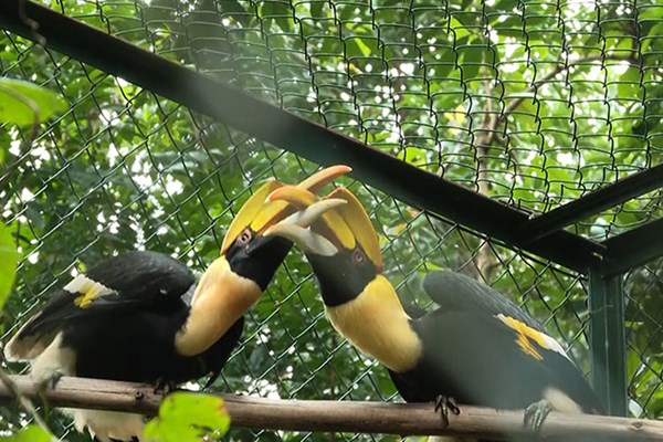 Vườn Quốc gia Phong Nha - Kẻ Bàng tiếp nhận, cứu hộ nhiều động vật hoang dã, quý hiếm - Anh 1