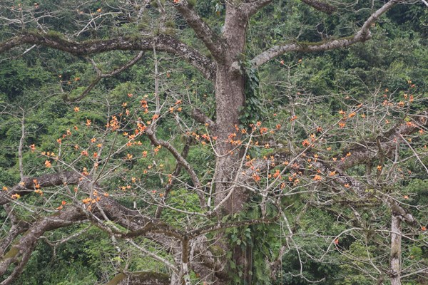Chiêm ngưỡng cây di sản đầu tiên ở Quảng Bình nở hoa vàng sắc cam - Anh 9