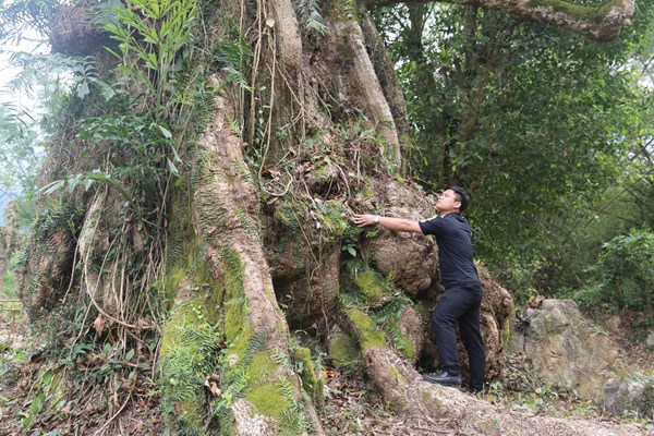 Chiêm ngưỡng cây di sản đầu tiên ở Quảng Bình nở hoa vàng sắc cam - Anh 4