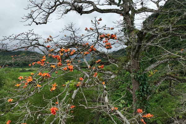 Chiêm ngưỡng cây di sản đầu tiên ở Quảng Bình nở hoa vàng sắc cam - Anh 2