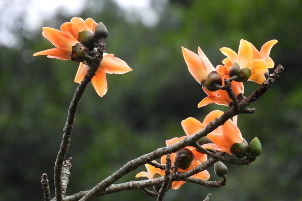Chiêm ngưỡng cây di sản đầu tiên ở Quảng Bình nở hoa vàng sắc cam - Anh 5