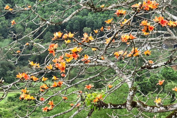 Chiêm ngưỡng cây di sản đầu tiên ở Quảng Bình nở hoa vàng sắc cam - Anh 7
