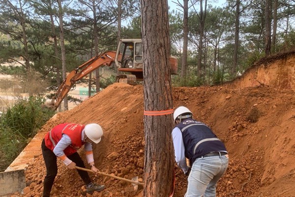 Lâm Đồng: Hàng trăm cây thông trước nguy cơ chết hàng loạt bởi dự án du lịch - Anh 2
