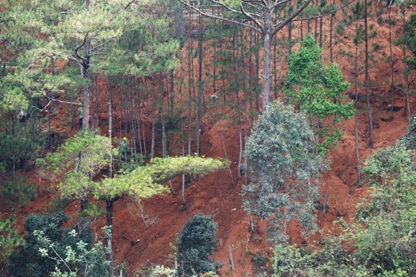 Lâm Đồng: Hàng trăm cây thông trước nguy cơ chết hàng loạt bởi dự án du lịch - Anh 3