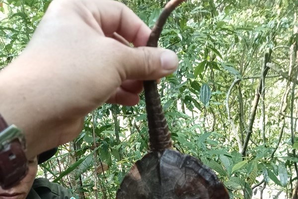 Quảng Nam: Phát hiện cá thể rùa đầu to quý hiếm - Anh 1