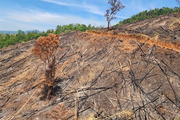 Khởi tố 5 đối tượng liên quan vụ phá rừng trái pháp luật ở xã Đắk Psi - Anh 1