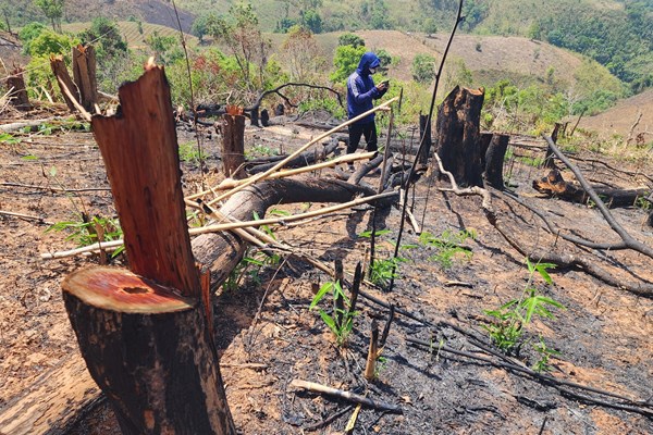 Khởi tố 5 đối tượng liên quan vụ phá rừng trái pháp luật ở xã Đắk Psi - Anh 3