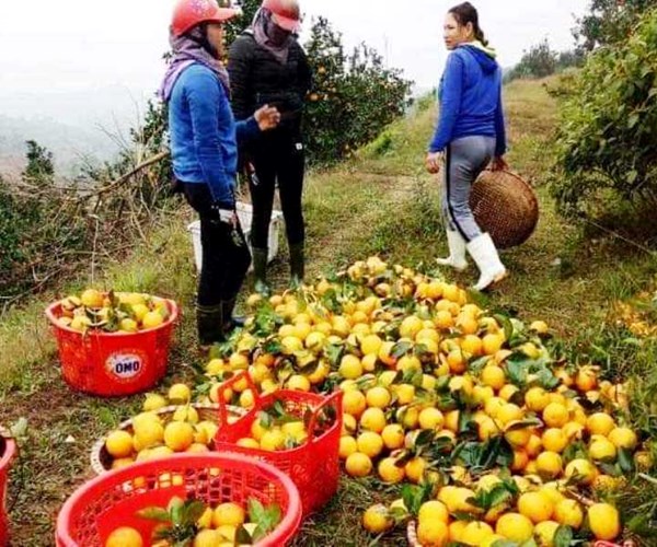 Hà Tĩnh: Lễ hội cam và các sản phẩm nông nghiệp tôn vinh thương hiệu sản phẩm nhà nông - Anh 4