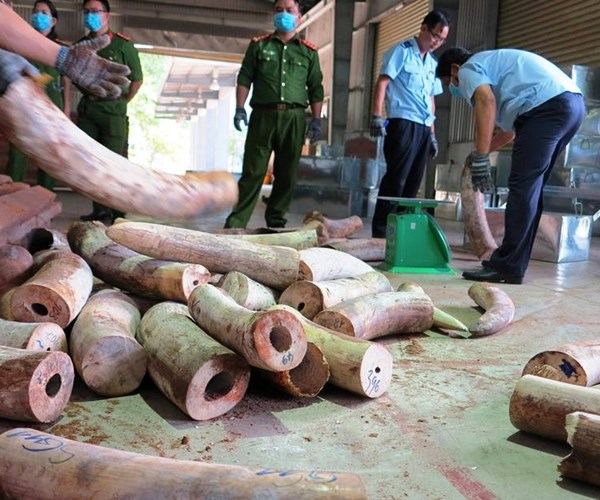 Khẩn trương điều tra mở rộng vụ án vận chuyển trái phép ngà voi từ nước ngoài vào Việt Nam - Anh 1