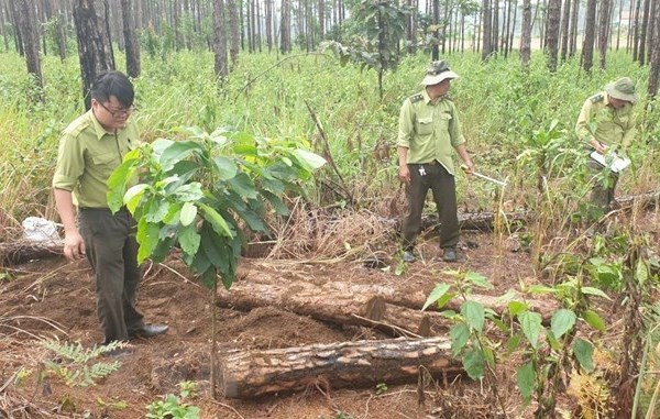 Lâm Đồng: Bắt quả tang 4 đối tượng phá rừng chiếm đất ở Lâm Hà - Anh 1