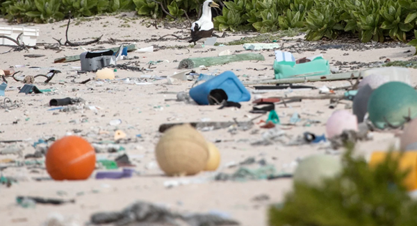 Kêu gọi giải cứu hòn đảo di sản thế giới khỏi rác thải nhựa - Anh 1