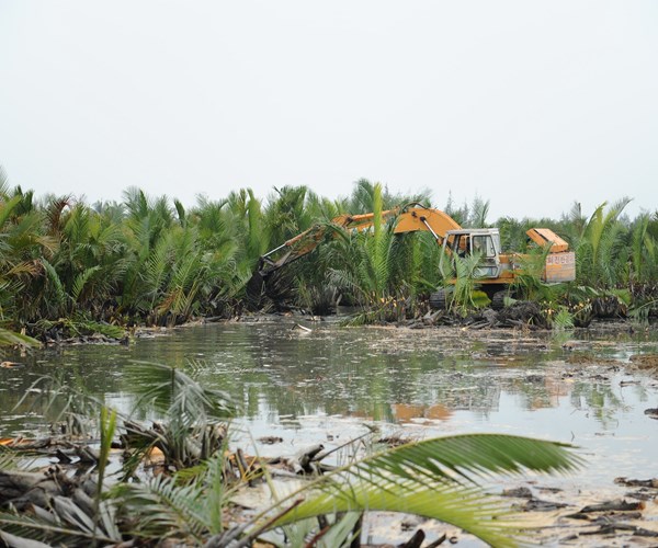 Quảng Nam: Xử lý nghiêm các hành vi phá hoại rừng dừa nước Bảy Mẫu - Anh 1