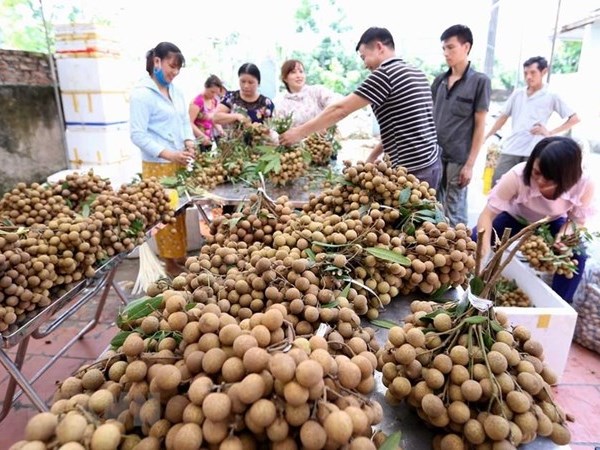 'Điểm danh' các loại trái cây Việt Nam đã được xuất ngoại - Anh 1