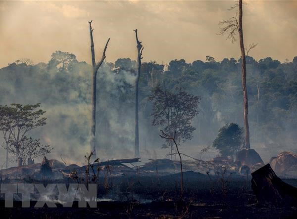 Rừng Amazon vẫn cháy âm ỉ sau trận cháy lớn hồi tháng 8 - Anh 1