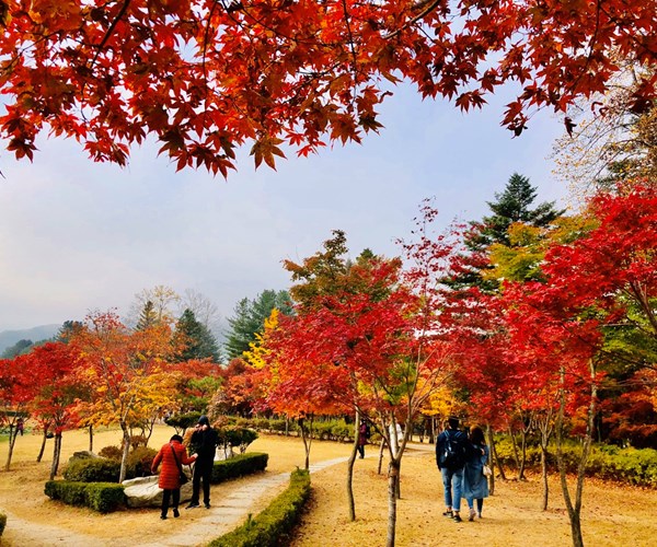 Mê đắm mùa thu Hàn Quốc - Anh 1