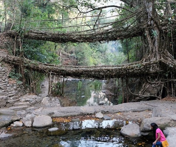 Kỳ lạ những cây cầu làm bằng rễ cây bền hơn sắt thép ở Ấn Độ - Anh 1