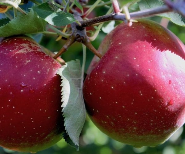 Tác dụng không ngờ của việc ăn 2 quả táo mỗi ngày - Anh 1
