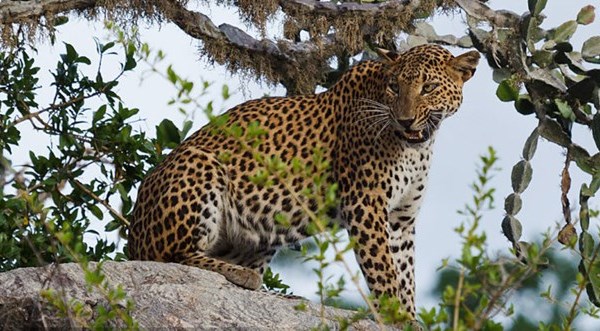 Sri Lanka tăng cường hệ thống pháp luật bảo vệ động vật hoang dã - Anh 1