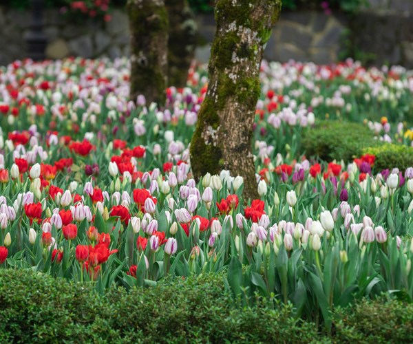 Du xuân cực chất tại thiên đường hoa tulip Sun World Ba Na Hills - Anh 4