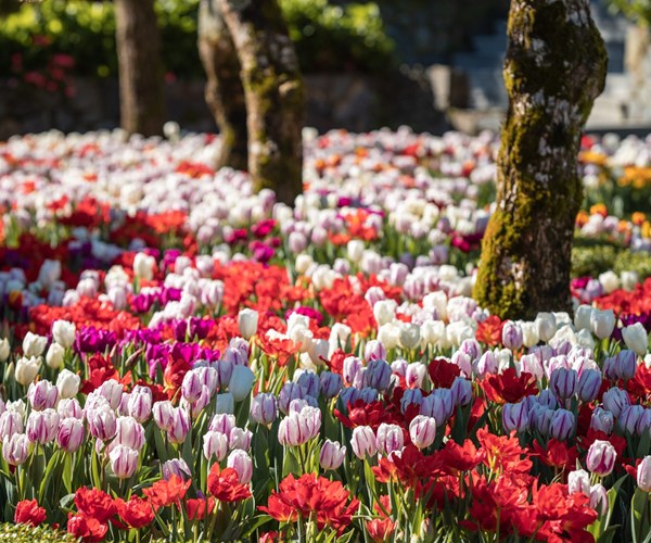 Du xuân cực chất tại thiên đường hoa tulip Sun World Ba Na Hills - Anh 6