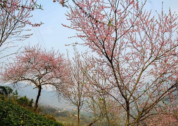 Hoa đào núi Tây Bắc khoe sắc hồng tuyệt đẹp trong nắng xuân - Anh 6