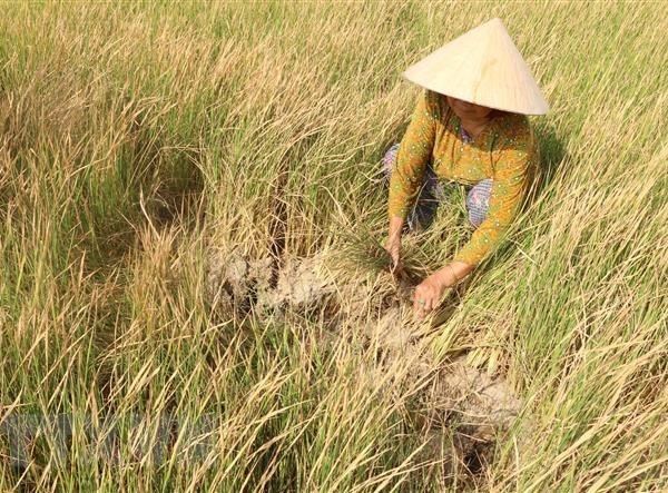 Hàng chục nghìn ha lúa và hoa màu ở Cà Mau bị thiệt hại do hạn, mặn - Anh 1